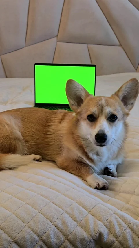 Corgi dog lying in front of laptop with green screen looking at camera Stock Footage 345047482