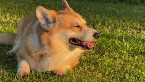 Corgi-dog-lying-on-grass Vídeos de archivo 339582655