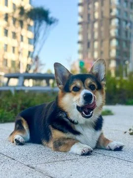 Corgi Dog Lying on Path Licking Nose in Park Stock Photos