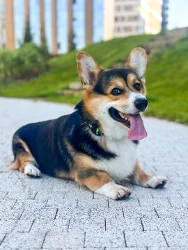 Corgi Dog Lying on Paved Path in City Park Stock Photos
