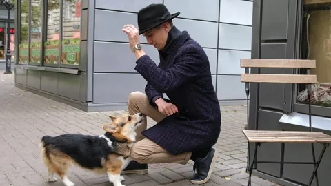 The corgi dog with the owner executes the command. Gets up on his hind legs and Stock Footage 221784269
