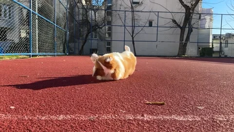 Corgi dog performs commands: lie down, roll left, roll right Stockbeeldmateriaal 265066634
