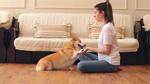 The corgi dog performs the exercise - gives a paw. Training a cute pet. Paw Stock Footage 169625152
