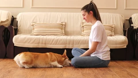 The corgi dog performs the exercise - gives a paw. Training a cute pet. Paw Stock Footage 169625209