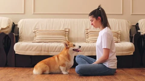 The corgi dog performs the exercise - gives a paw. Training a cute pet. Paw Stock Footage 169625280