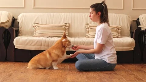 The corgi dog performs the exercise - gives a paw. Training a cute pet. Paw Vidéo 169625299