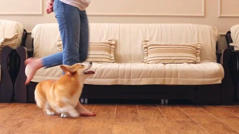 The corgi dog performs the exercise - it walks between the legs of the hostess. Vidéo 166231992