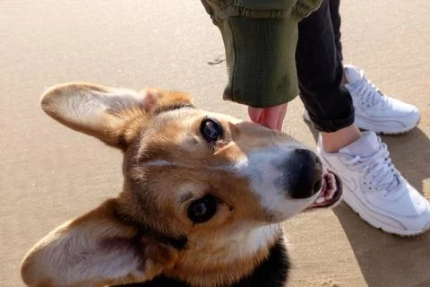 Corgi dog Stock Photos