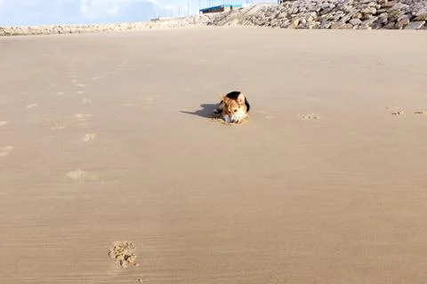 Corgi dog Stock Photos