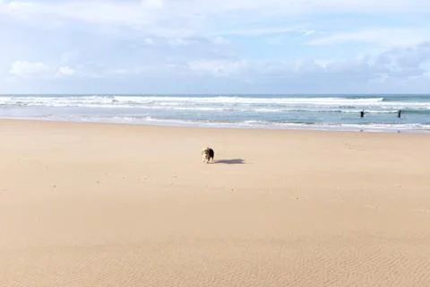 Corgi dog Fotos Stock