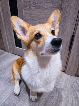 A corgi dog Stock Photos