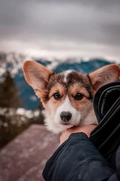 A corgi dog Foto stock