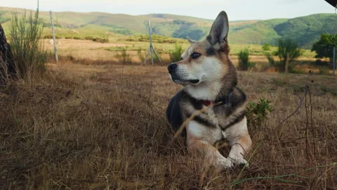 Corgi Dog Resting on Dry Grass in Mountains Stock Footage 345607174