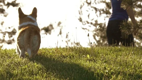 Corgi dog is running away Stock Footage 110629348