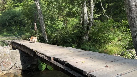 Corgi dog runs through a nice wooden bridge over a mountain stream Stock Footage 249581666