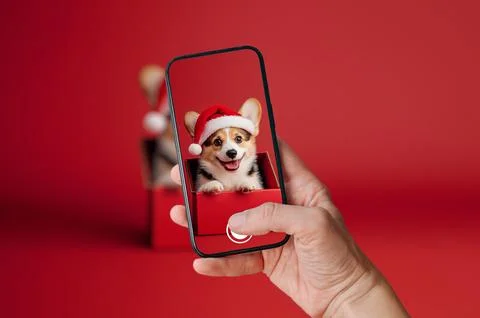 Corgi dog in Santa hat taking a Christmas selfie with a smartphone Stock Photos