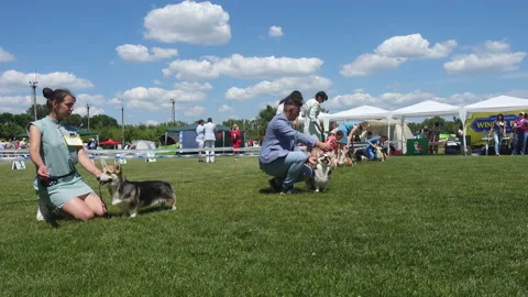 Corgi dog show 9 Stock Footage 139157188