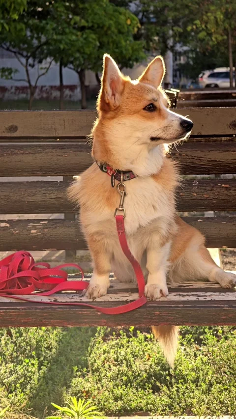 Corgi dog sitting alone on a park bench in the morning Stock Footage 345040626
