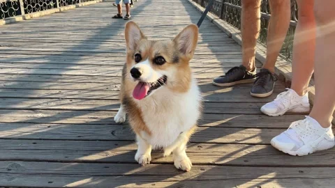 Corgi dog sitting on the wooden bridge. Mistress and her pet walk in a park of Stock Footage 247255341