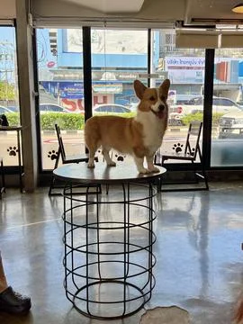 Corgi dog on the table in the dog cafe Foto stock