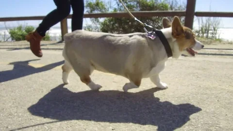 Corgi Dog-Walking on Bike Batch by Beach 库存影片 73709899