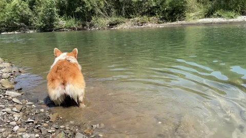 Corgi dog wanders along the shore in the ice water of the mountain river Stock Footage 249581678