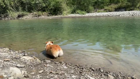 Corgi dog wanders along the shore in the icy water of the mountain river Stock Footage 253384740