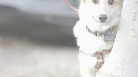 Corgi drinking. SLog3 Stock Footage 124755653