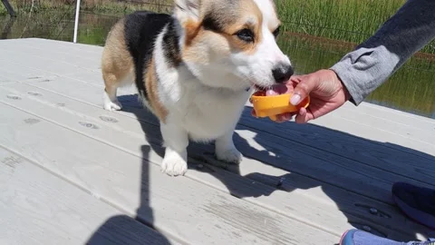 Corgi drinking water Stock Footage 287900738