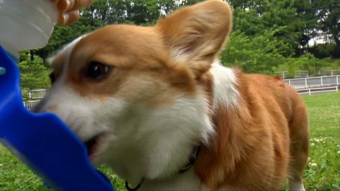 Corgi Drinking Water Stock Footage 327606356