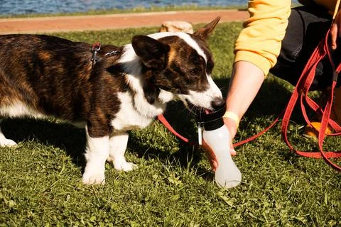 Corgi drinks from a plastic bottle from the hands of the owner. Summer hot day Stock Photos