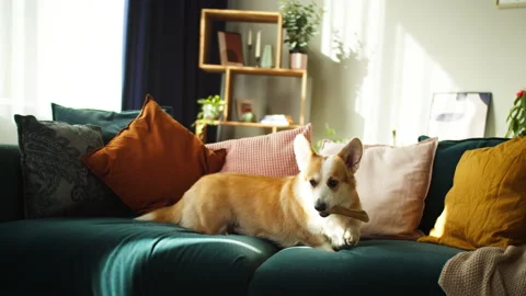Corgi eating bone on sofa and jumping on floor close-up. Little dog lying and Stock Footage 165237220