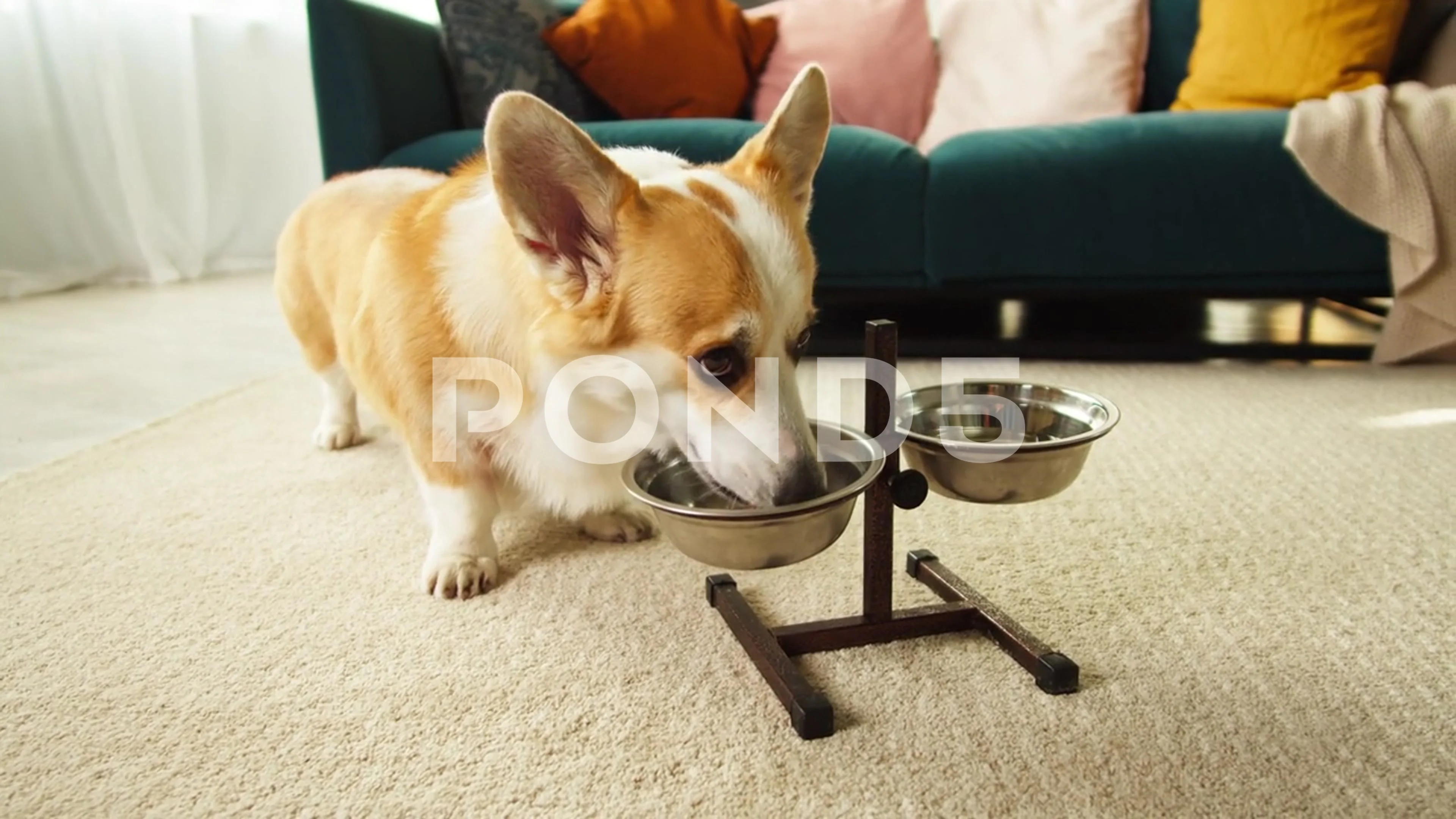 Corgi shop puppy eating