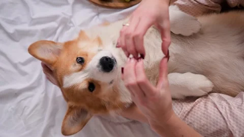 Corgi enjoying gentle affection while lying on a soft bed at home Stock Footage 306163640