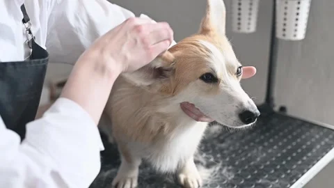 Corgi enjoys a grooming session in a pet salon, where brushing, trimming, and Stock Footage 305544997