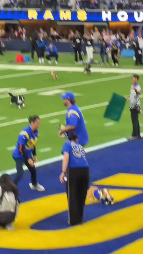 Corgi Evades Capture Until Being Tackled, Los Angeles, California, USA - 04 Jan  Stock Footage 325990080