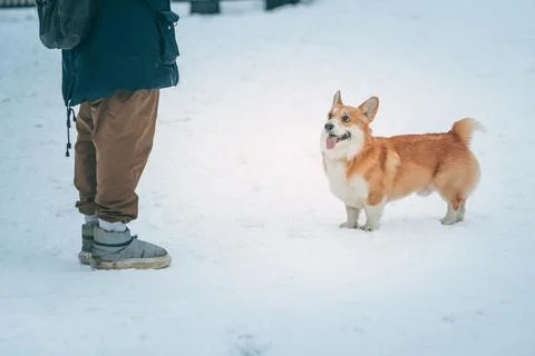 Corgi executes the command to stand opposite to owner.Dog training for a walk. Stock Photos