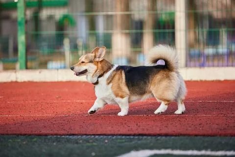 Corgi exploring lively playground during sunny afternoon in vibrant outdoor Stock Photos