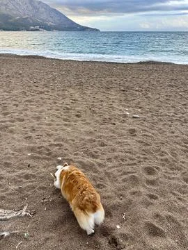 Corgi exploring sandy beach with ocean waves in the background Foto stock