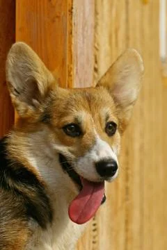 Corgi face Stock Photos
