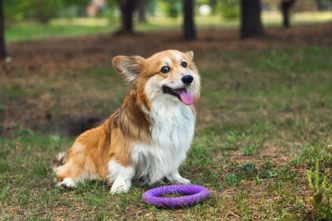 Corgi fluffy portrait Foto stock