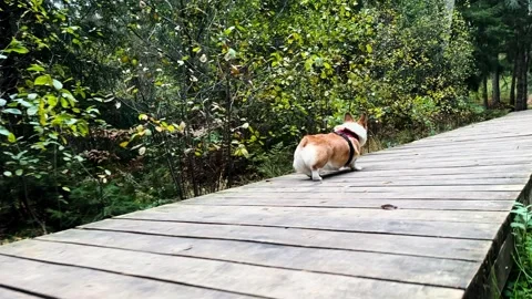 Corgi on a forest walk Stock Footage 253817805