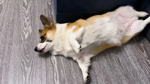 Corgi is funny lying on the floor and moving, getting ready for bed Stock Footage 260001767