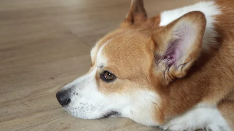 Corgi head and large ear close-up on floor Stock Footage 301919573