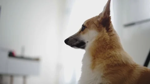 A corgi is hearing something. 4K, stock, rolyalty free Stock Footage 127428879