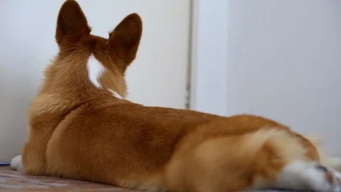 A corgi hearing something. Loyalty free. 4K stock Stock Footage 127428831