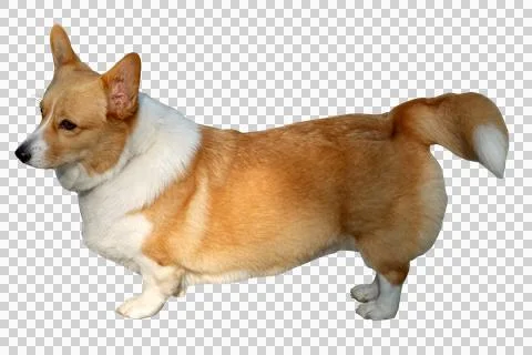 Corgi isolated white background Stock Photos