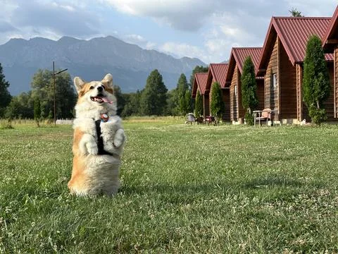 Corgi joyfully sitting on the grass in front of mountain cottages Stock Photos