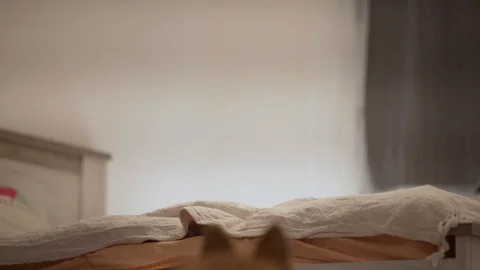 Corgi jump in the bed Stock Footage 127379353