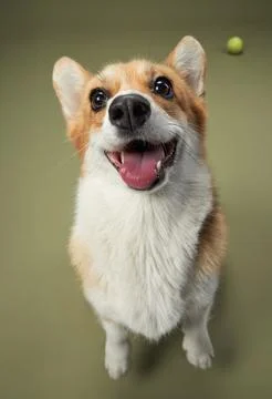 Corgi jumping to catch a ball Stock Photos